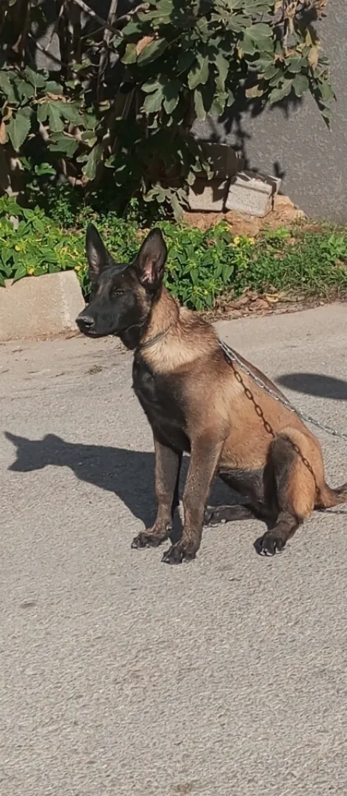 Femelle malinois