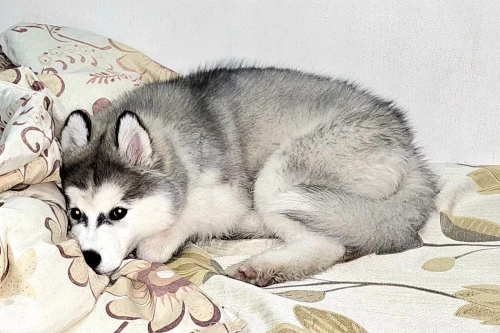 Chien husky