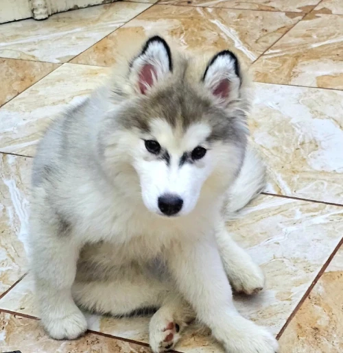 Chien husky