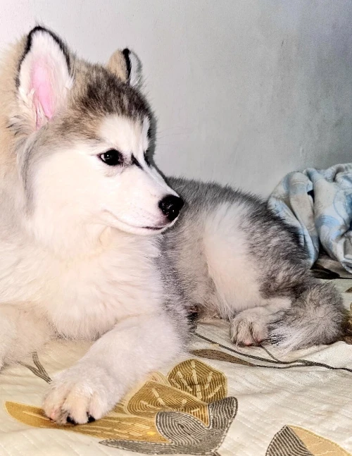 Chien husky