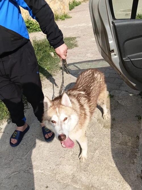 Husky