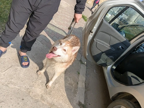 Husky
