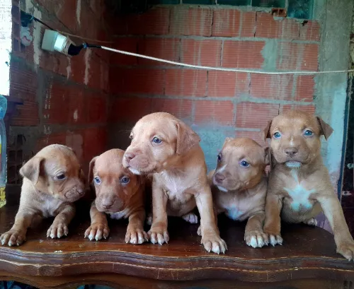 Pitbull Red nose