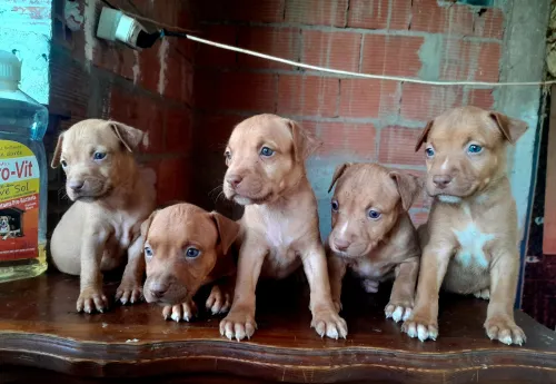 Pitbull Red nose