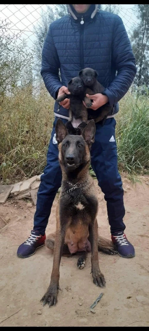 Chien malinois charboni