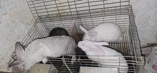 Lapin  et lapereux ارانب