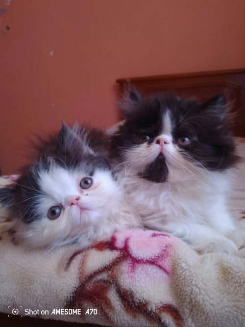 Chat Persan peky face