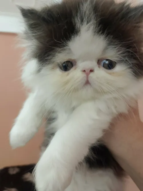 Chat Persan peky face