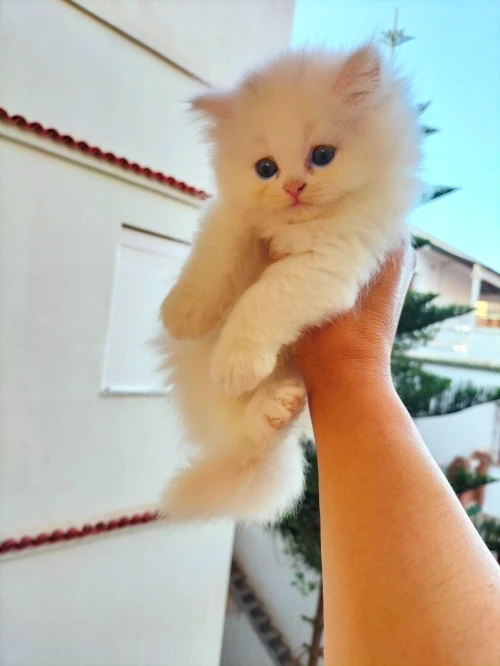 Chat Persan a vendre