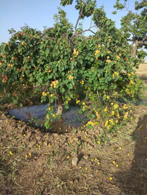 Vente Terrain Agricole M'Sila Msila