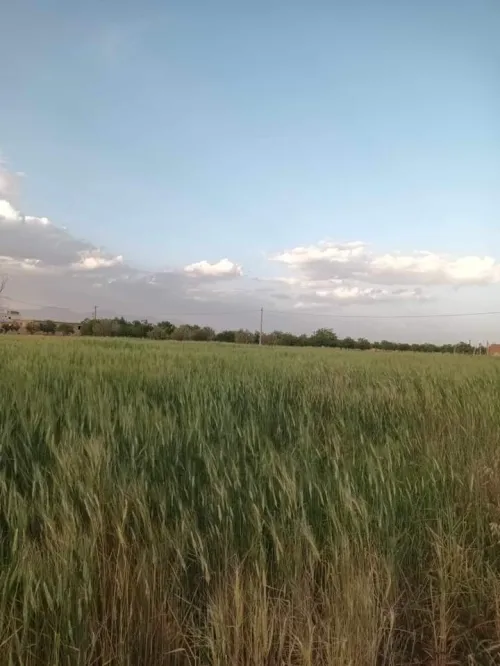 Vente Terrain Agricole M'Sila Msila