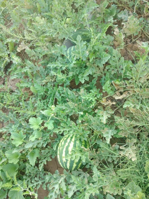 Vente Terrain Agricole M'Sila Msila