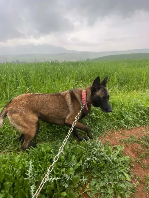Femelle malinois