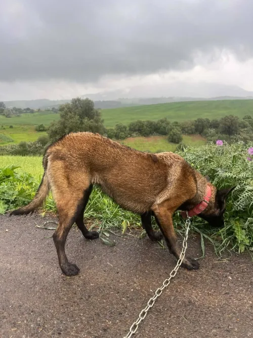 Femelle malinois