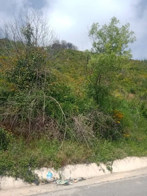 Vente Terrain Tizi Ouzou Ain el hammam