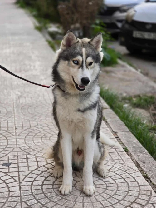 Husky sibérien 