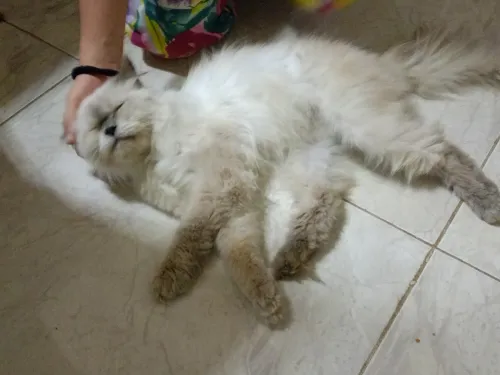 Chat 