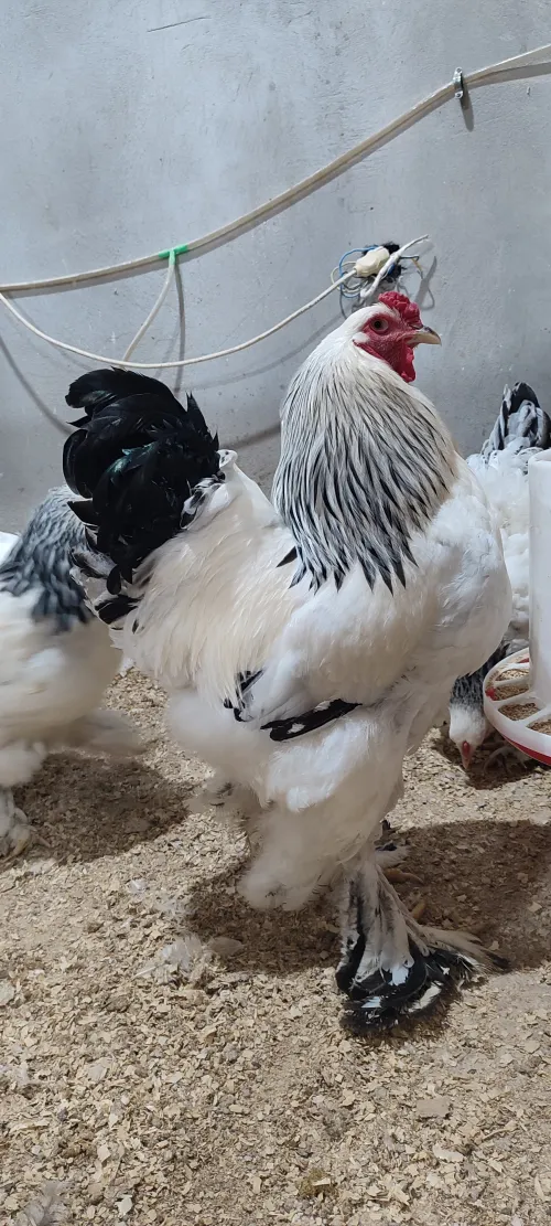 Œufs fécondé poule de race 