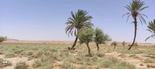 Vente Terrain Agricole El bayadh Ghassoul