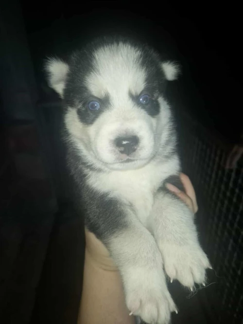 Chiot