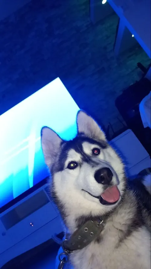 Husky femelle 2ans