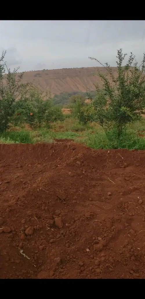 Vente Terrain Agricole Tlemcen Ain fetah