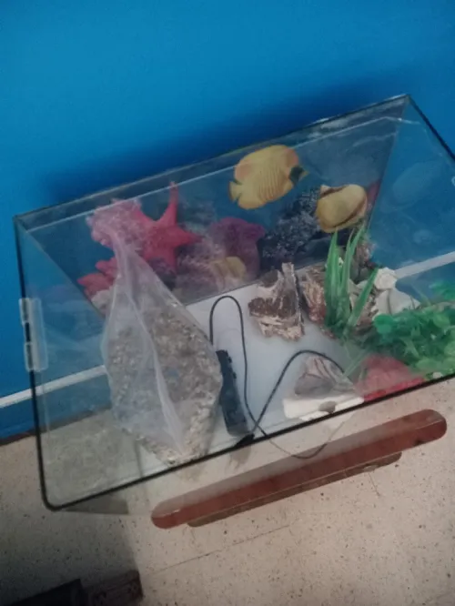 Aquarium de poisson
