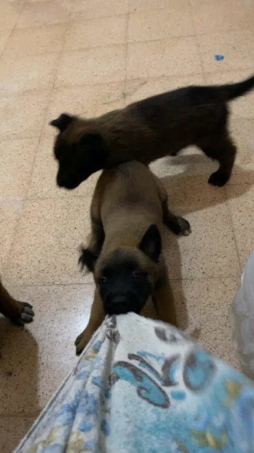 chiens à vendre
