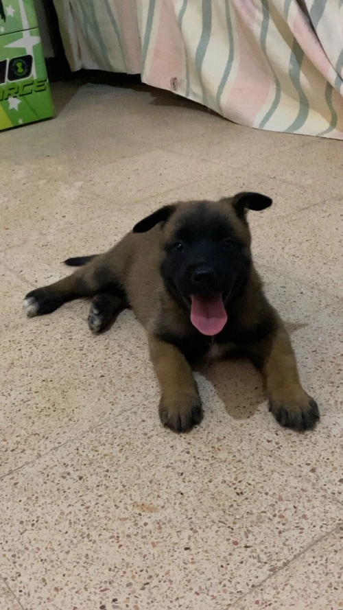 chiens à vendre