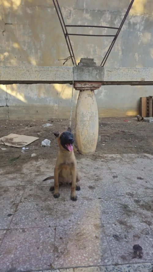 Malinois 