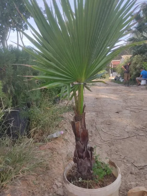 AMENAGEMENT DES ESPACES VERTS EN GAZON NATUREL