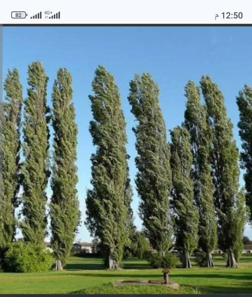 AMENAGEMENT DES ESPACES VERTS EN GAZON NATUREL