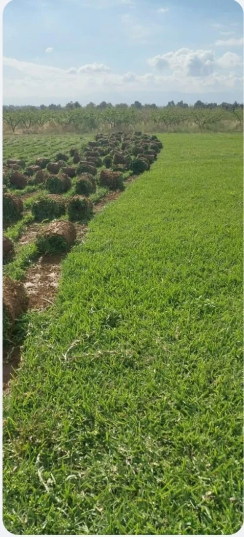 AMENAGEMENT DES ESPACES VERTS EN GAZON NATUREL