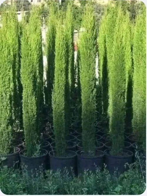 AMENAGEMENT DES ESPACES VERTS EN GAZON NATUREL