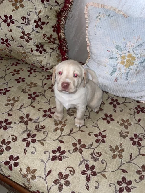 Adorable chiot Labrador / pure race