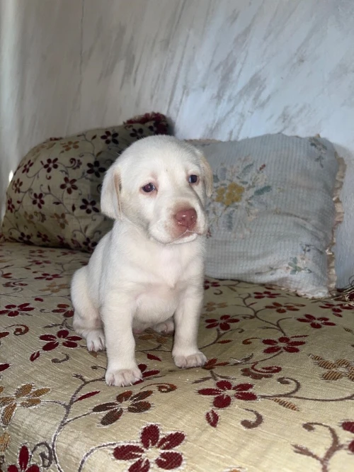 Adorable chiot Labrador / pure race