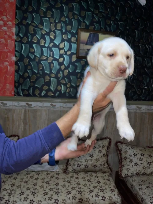 Adorable chiot Labrador / pure race