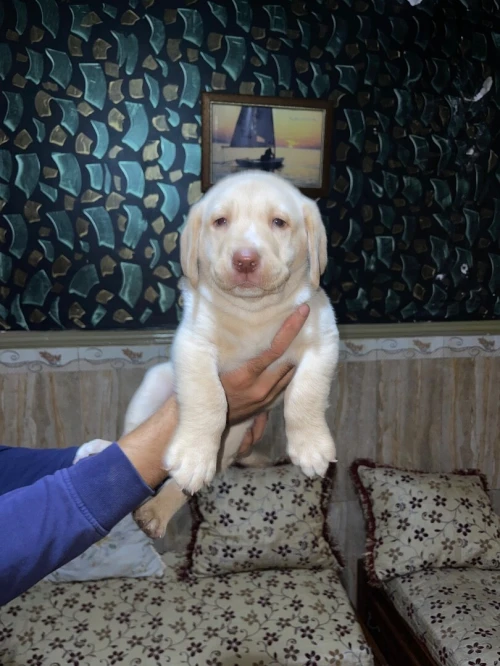 Adorable chiot Labrador / pure race