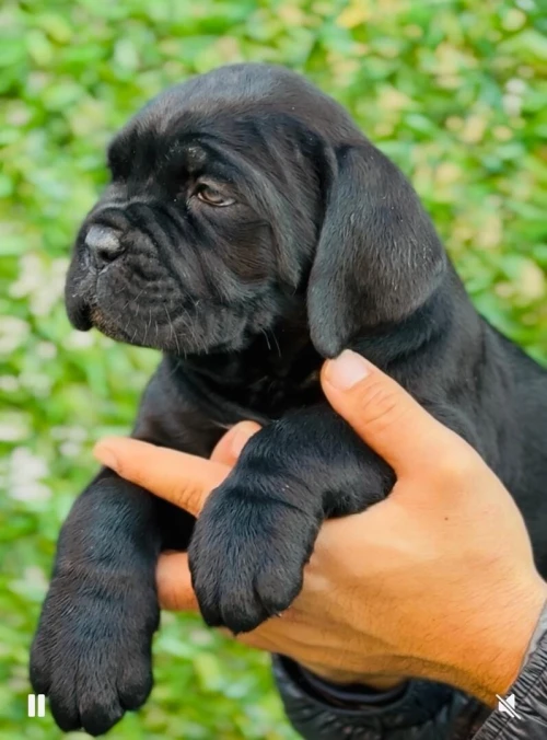 Chien cane corso