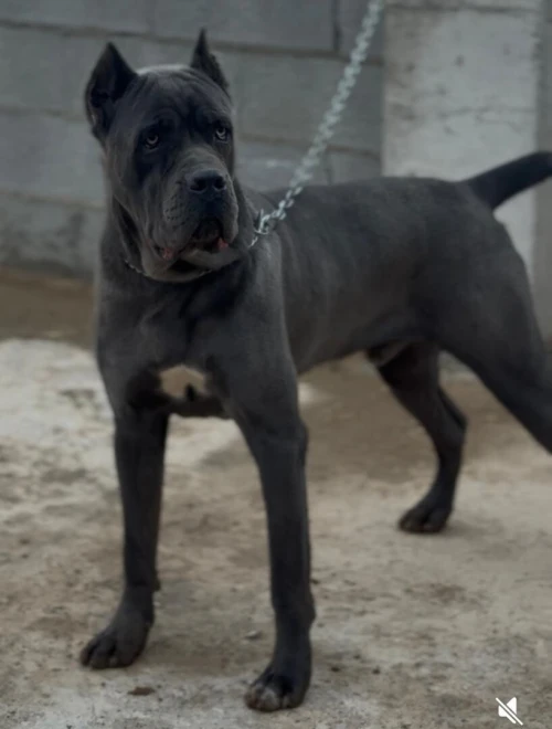 Mal cane corso