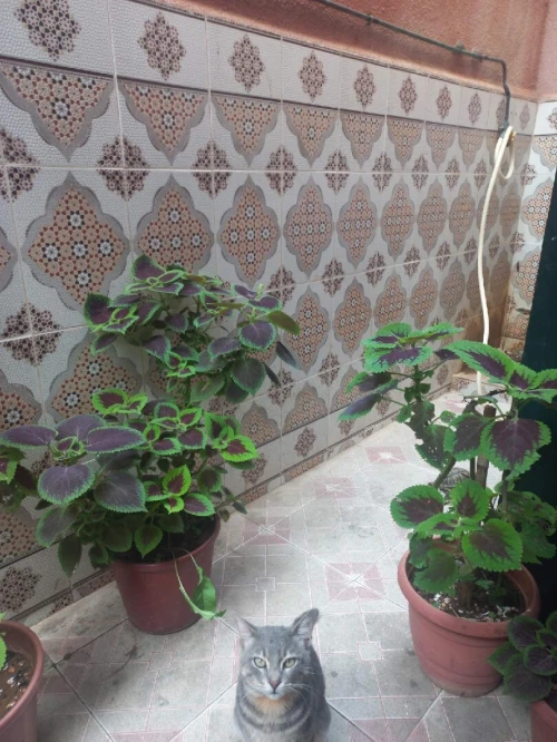 Location Niveau de villa F2 Alger Alger centre