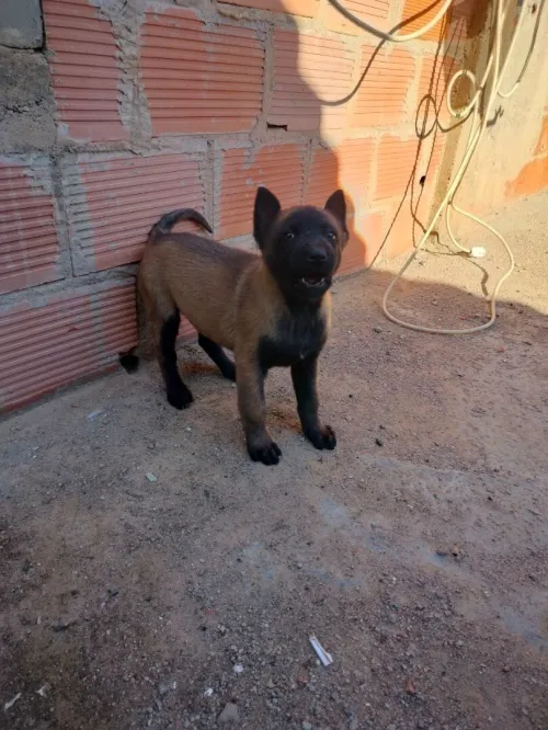 Chien malinois