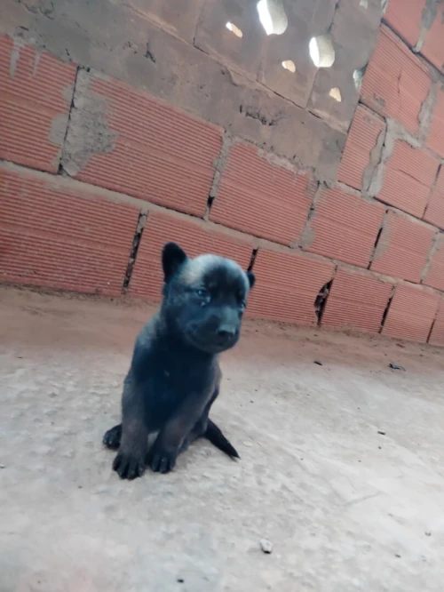 Des chiot a vendre
