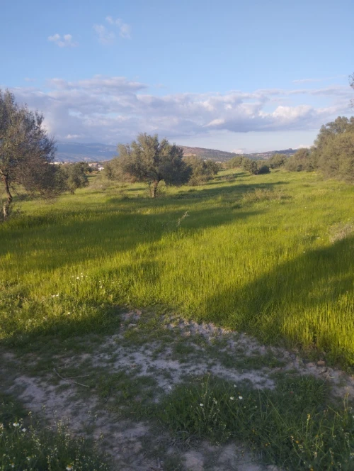Vente Terrain Agricole Bouira Ath mansour taourirt