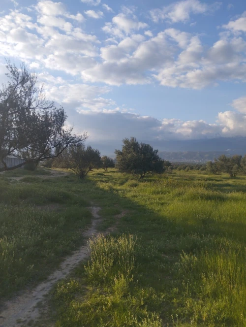 Vente Terrain Agricole Bouira Ath mansour taourirt