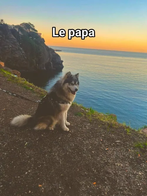 Femelle husky malamute