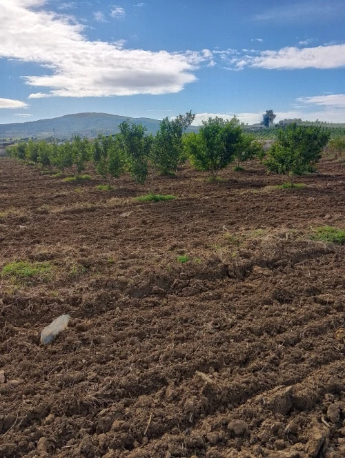 Vente Terrain Agricole Skikda Azzaba
