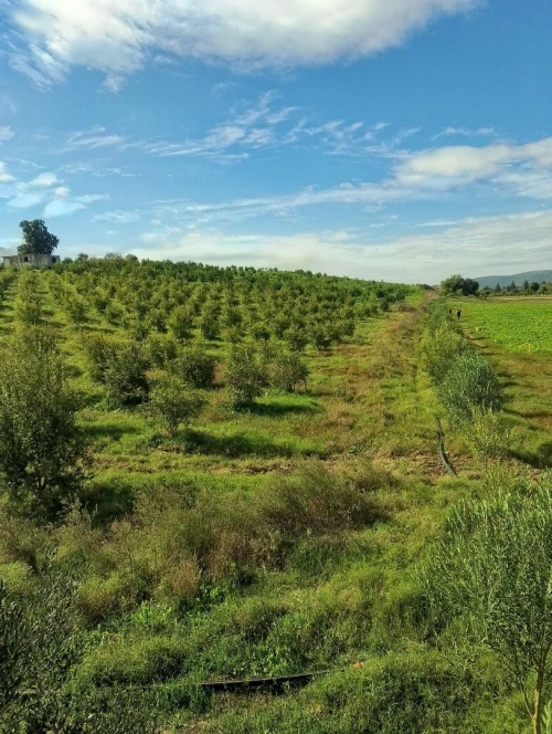 Vente Terrain Agricole Skikda Azzaba