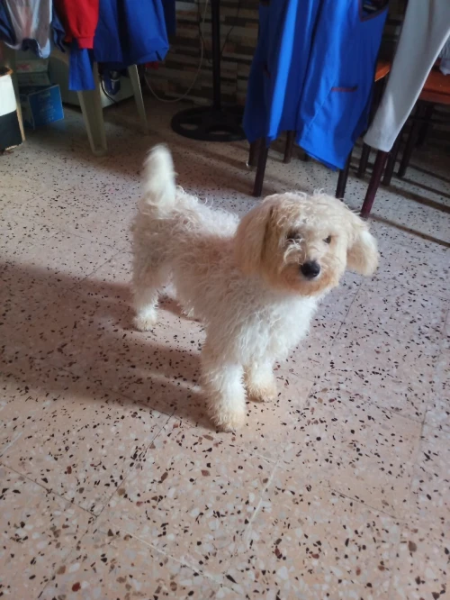 Chien caniche
