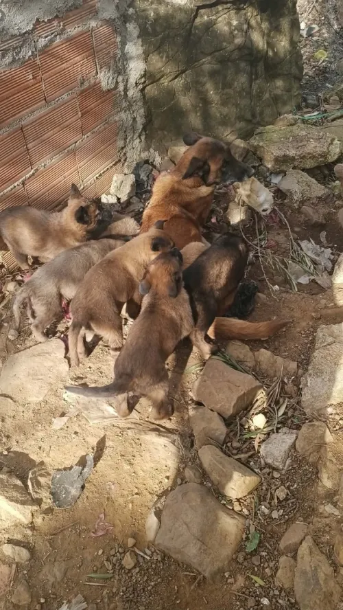 chien berger malinois charbonné